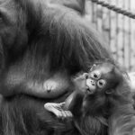 Orang Utan Baby im Zoo Rostock 4