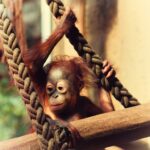 Orang Utan Baby im Zoo Rostock 8