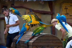 Tiershow mit Papageien