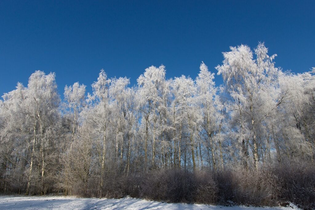 Winterlandschaft weiße Bäume